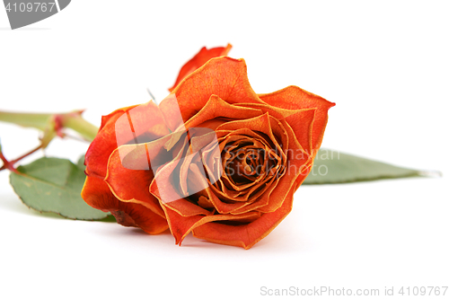 Image of Orange rose bloom with faded petals