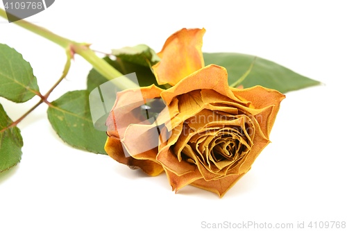 Image of Yellow rose flower with faded petals