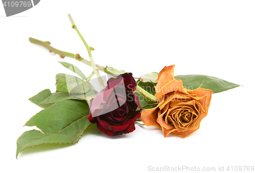 Image of Two rose stems with dying flowers