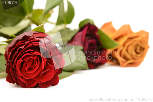 Image of Deep red rose bloom with burgundy and orange roses