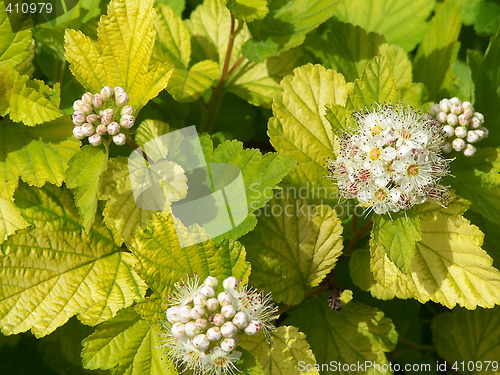 Image of Blossoms and buds