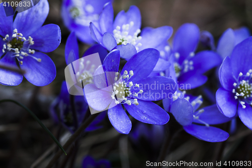 Image of blue anemones