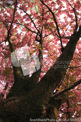 Image of cherries flowers on the tree