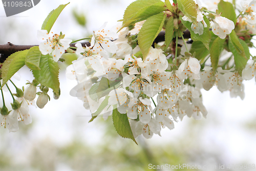 Image of cherries flowers background
