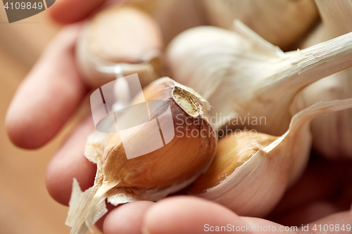 Image of close up of woman hands holding garlic