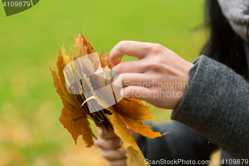 Image of close up of woman hands with autumn maple leaves