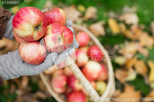 Image of woman with basket of apples at autumn garden