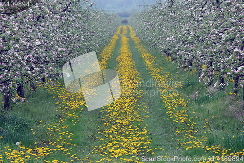 Image of Blossoming apple garden in spring