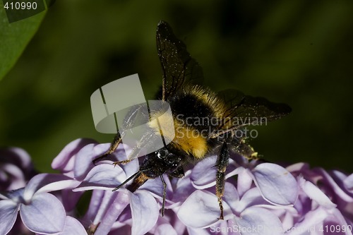 Image of bumble bee