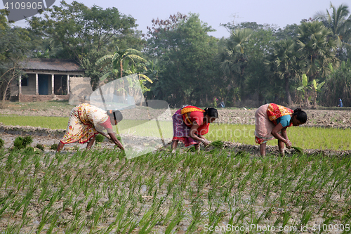Image of Rural women working in rice plantation in Kumrokhali, West Bengal, India