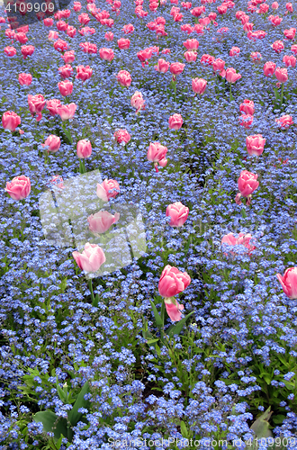 Image of Tulips