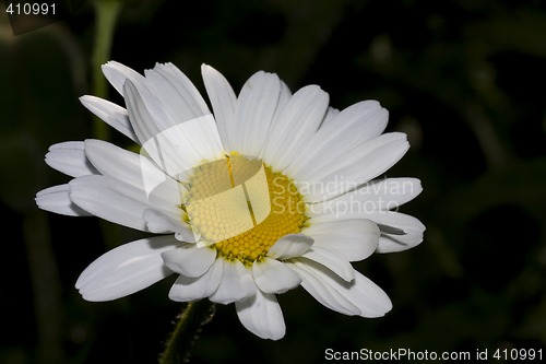 Image of daisy