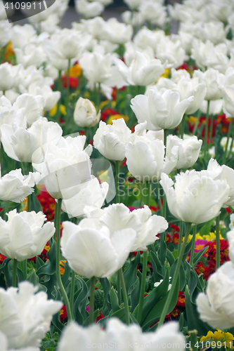 Image of Tulips