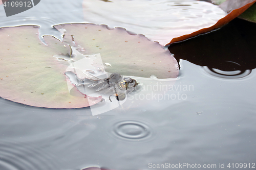 Image of Frog in water