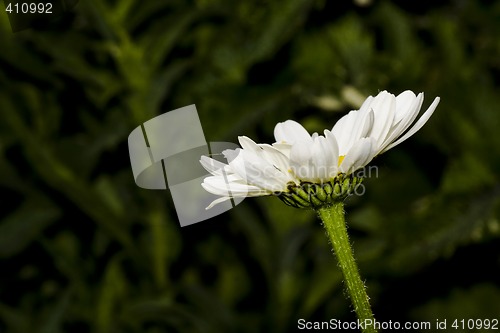Image of daisy