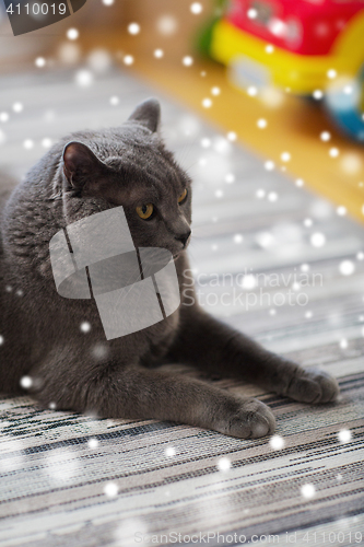 Image of close up of british shorthair cat at home