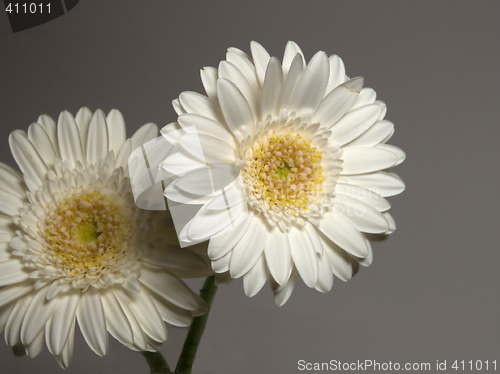 Image of Flowers