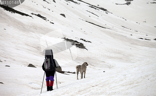 Image of Hiker and dog in snow mountains at spring gray day