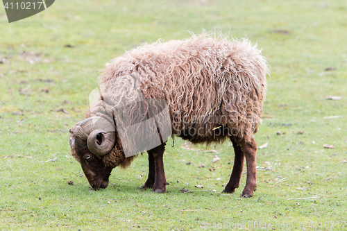 Image of Brown Icelandic sheep with curled horns