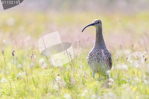 Image of Whimbrel - Iceland