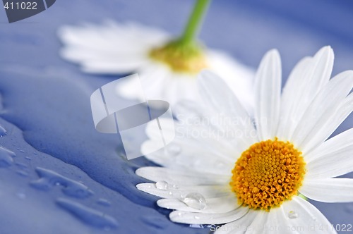 Image of Daisy flowers with water drops