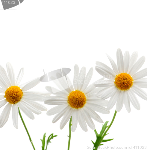 Image of Daisies on white background