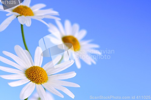 Image of Daisy flowers on blue background