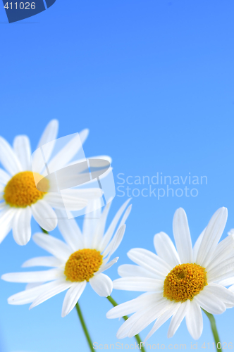 Image of Daisy flowers on blue background