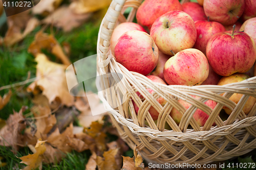 Image of wicker basket of ripe red apples at autumn garden