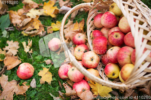 Image of wicker basket of ripe red apples at autumn garden