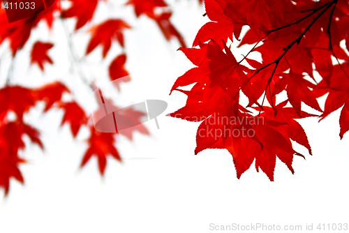 Image of Fall leaves background