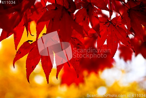 Image of Fall leaves background