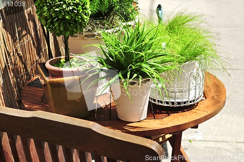 Image of Potted green plants