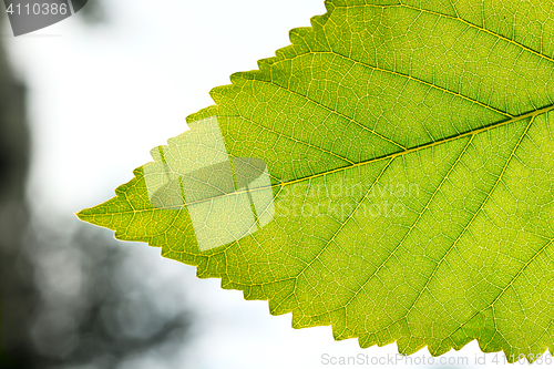 Image of Fragment a green leaf, backlit.