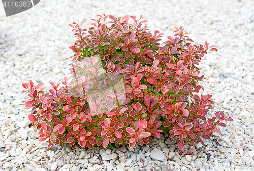 Image of Small bush with green and red leaves.