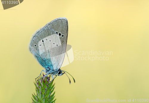 Image of Grey blue butterfly on a stalk of grass.