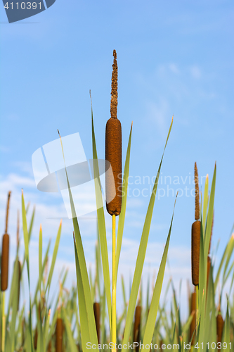 Image of Cane against the blue sky.