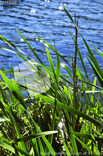 Image of Reeds at water edge