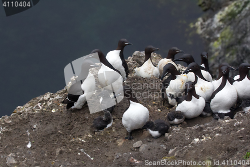 Image of Common guillemots spectacled morphs sit over the Barents sea, Novaya Zemlya 1