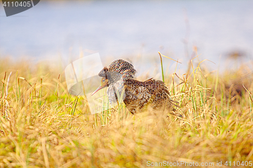 Image of Mating behaviour of ruffs in lek (place of courtship)