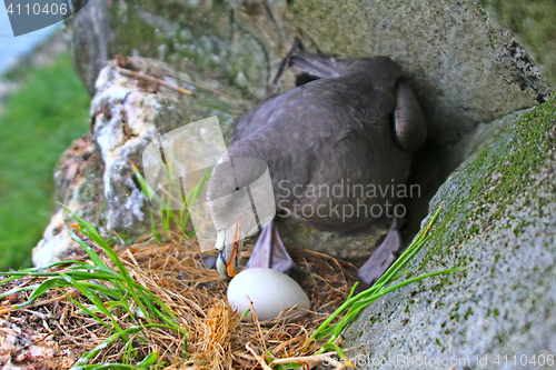 Image of Incubation behaviour of Fulmar. Female turns eggs during incubation