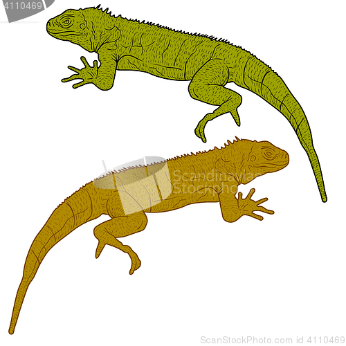 Image of Lizard is goanna silhouette on a white background. illustration