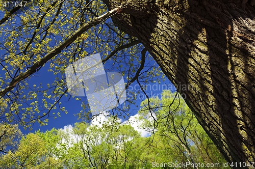 Image of Spring tree