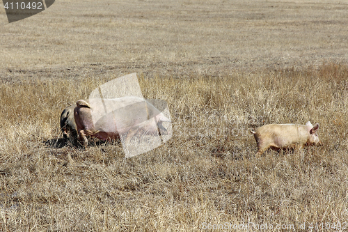 Image of Three pigs grazing on the dry grass.