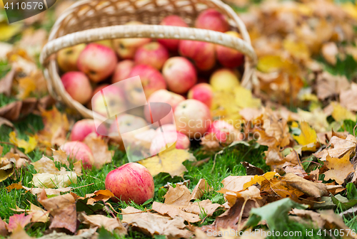 Image of wicker basket of ripe red apples at autumn garden