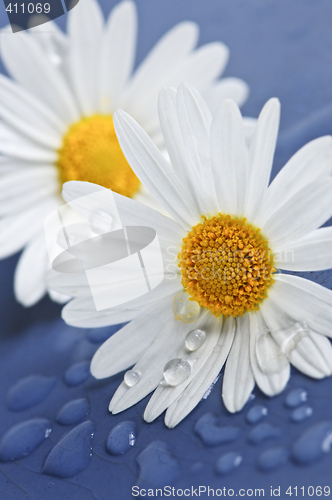 Image of Daisy flowers with water drops