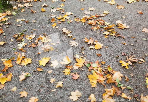 Image of fallen autumn maple leaves on ground