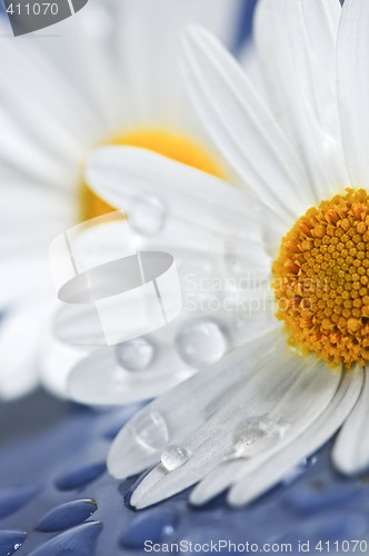 Image of Daisy flowers with water drops