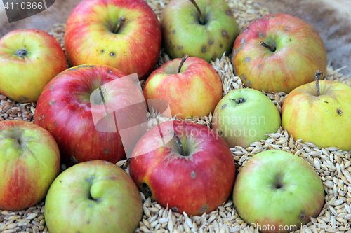Image of Apples
