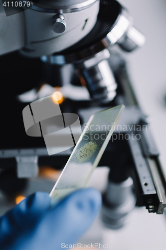 Image of Crop hands holding glass for microscope